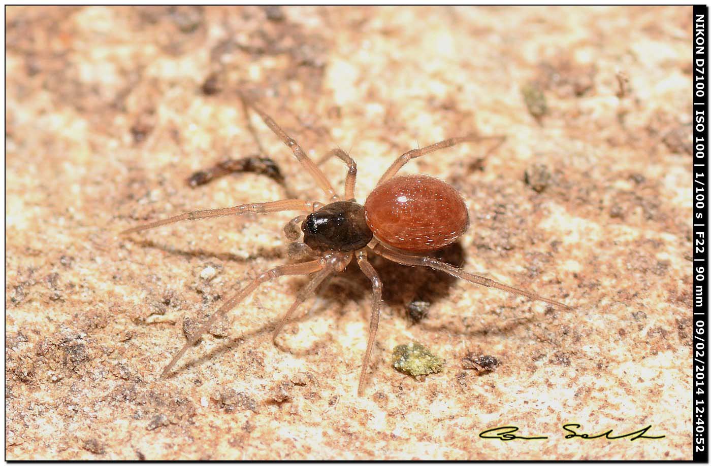 Ostearius melanopygius (?) - Ittiri (SS)